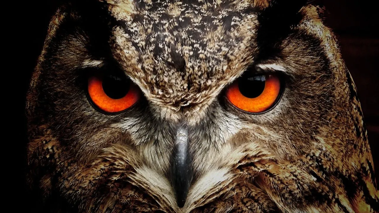 Which Animal Do You Think Like?